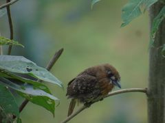 Malacoptila mystacalis