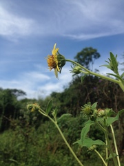 Simsia foetida