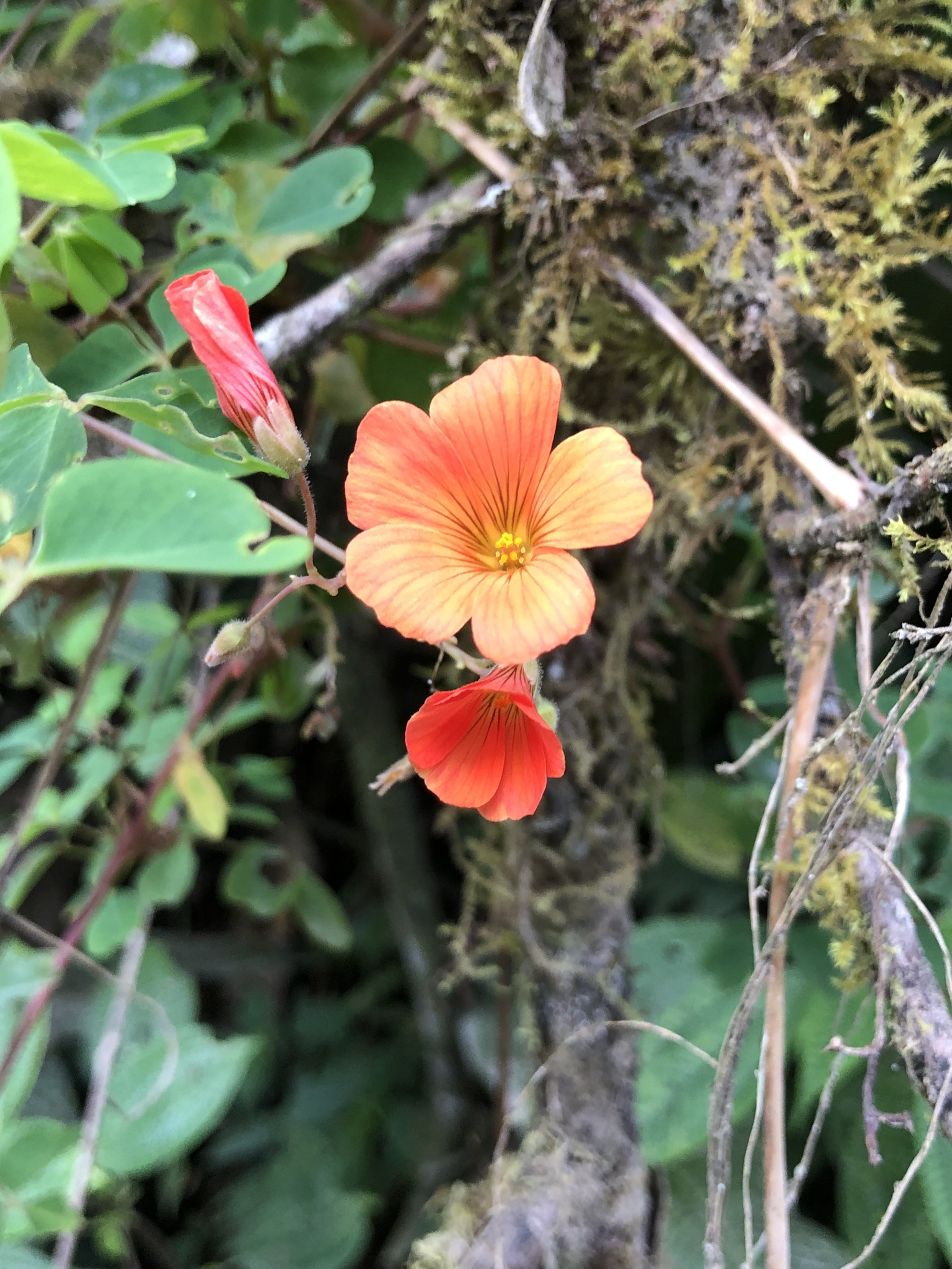 Oxalis melilotoides Zucc.