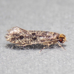 Niditinea orleansella