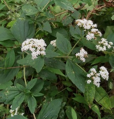 Stevia ovata