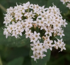 Stevia ovata