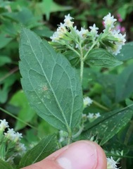 Stevia ovata