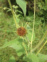 Simsia foetida