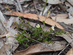 Mitrasacme pilosa stuartii