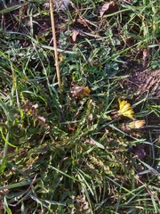 Taraxacum officinale