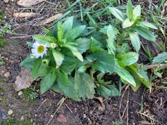 Erigeron annuus