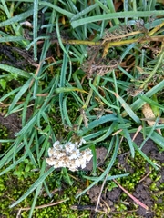 Achillea millefolium