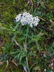 Achillea millefolium