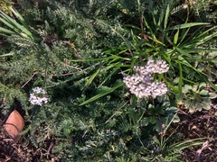 Achillea millefolium