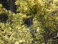 Acacia verticillata verticillata