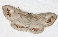 Dithalama cosmospila