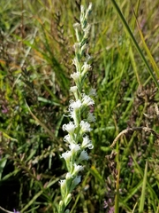 Liatris acidota