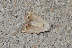 Nola marginata