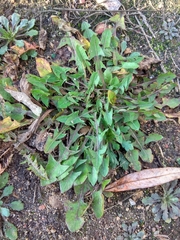 Taraxacum officinale