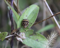 Orsilochides scurrilis