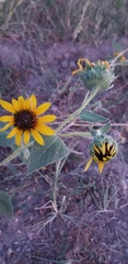 Helianthus annuus