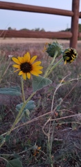 Helianthus annuus