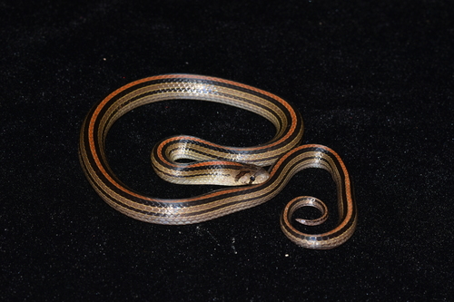 Oligodon octolineatus