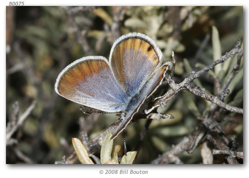 San Emigdio Blue photo 4