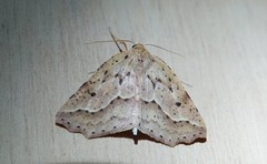 Ischalis variabilis