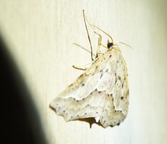 Ischalis variabilis