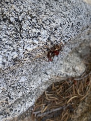 Phymonotus jacintotopos