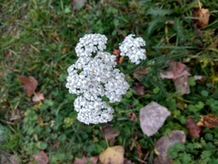 Achillea millefolium