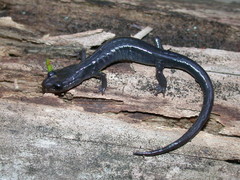 Plethodon metcalfi