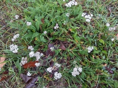 Achillea millefolium