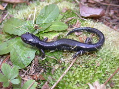 Plethodon teyahalee