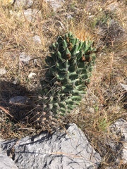 Coryphantha octacantha