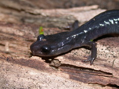 Plethodon metcalfi