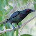 Metallic Starling - Photo (c) Graham Winterflood, some rights reserved (CC BY-SA), uploaded by Graham Winterflood