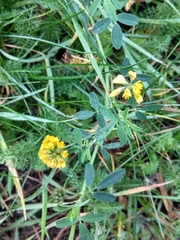 Medicago falcata