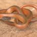 Crowned Graceful Brown Snake - Photo (c) jonatan-torres-perez-coeto, some rights reserved (CC BY-NC), uploaded by jonatan-torres-perez-coeto