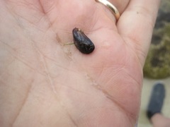 Brachidontes crebristriatus