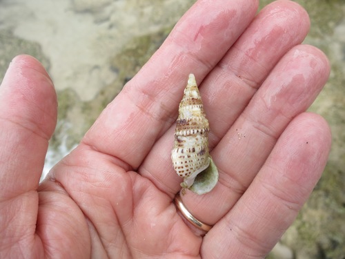 Cerithium obeliscus observed 2016-12-01