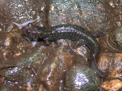 Desmognathus folkertsi