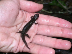 Desmognathus folkertsi