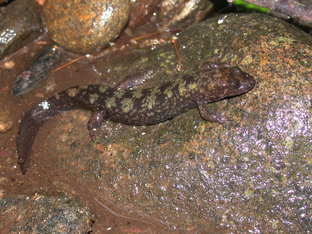 Golden Shovel-Nosed Salamander