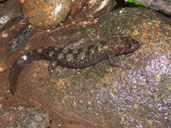 Desmognathus marmoratus