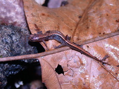 Desmognathus aeneus