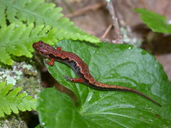 Desmognathus ocoee