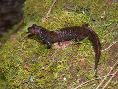 Desmognathus amphileucus