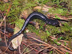 Plethodon shermani