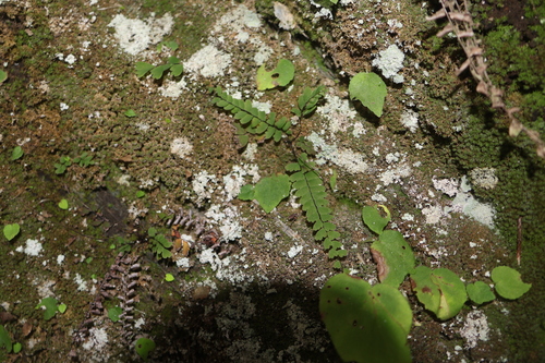 Adiantum edgeworthii iNat (3)