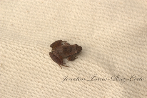 Smith's Pygmy Robber Frog