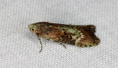 Heteromicta tripartitella