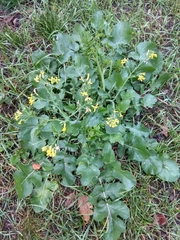 Raphanus raphanistrum